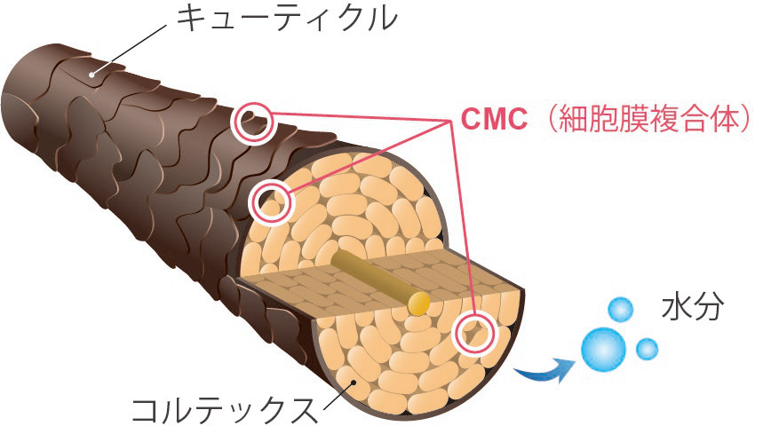毛髪構造とCMC